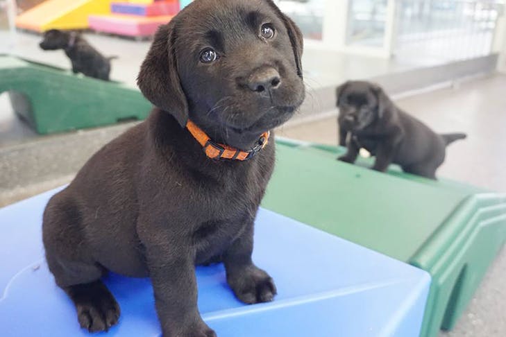 A chocolate Labrador puppy looking into the camera.